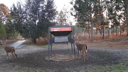 Leesburg Georgia Live Deer Feeder Webcam - Feb 5, 2026, 6:01pm EST