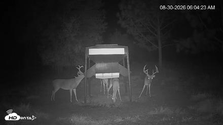 Leesburg Georgia Live Deer Feeder Webcam - Aug 30, 2026, 6:04am EDT