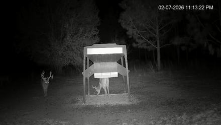 Leesburg Georgia Live Deer Feeder Webcam - Feb 7, 2026, 11:13pm EST