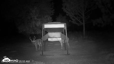 Leesburg Georgia Live Deer Feeder Webcam - Sep 30, 2026, 4:25am EDT