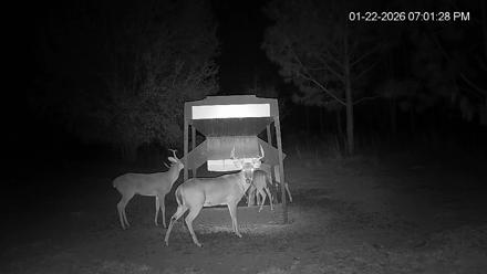 Leesburg Georgia Live Deer Feeder Webcam - Jan 22, 2026, 7:01pm EST