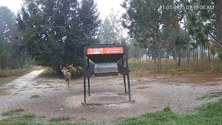 Leesburg Georgia Live Deer Feeder Webcam - Nov 3, 2025, 7:19am EST