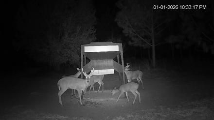 Leesburg Georgia Live Deer Feeder Webcam - Jan 1, 2026, 10:33pm EST