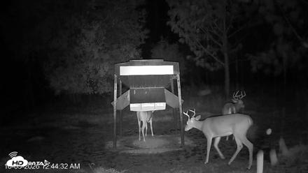Leesburg Georgia Live Deer Feeder Webcam - Oct 5, 2026, 12:44am EDT
