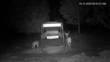 Leesburg Georgia Live Deer Feeder Webcam - Oct 13, 2025, 2:03am EDT