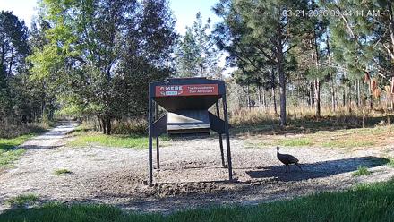 Leesburg Georgia Live Deer Feeder Webcam - Mar 21, 2026, 9:44am EDT