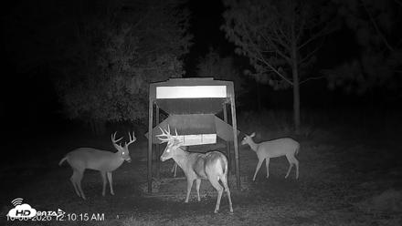 Leesburg Georgia Live Deer Feeder Webcam - Oct 8, 2026, 12:09am EDT