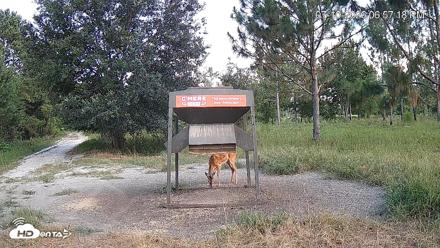 Leesburg Georgia Live Deer Feeder Webcam - Jul 10, 2026, 6:57pm EDT