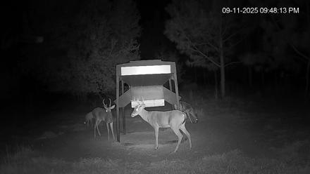 Leesburg Georgia Live Deer Feeder Webcam - Sep 11, 2025, 9:48pm EDT