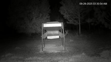 Leesburg Georgia Live Deer Feeder Webcam - Sep 29, 2025, 3:30am EDT