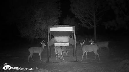 Leesburg Georgia Live Deer Feeder Webcam - Sep 29, 2026, 6:08am EDT