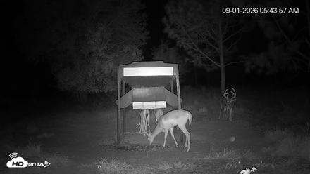 Leesburg Georgia Live Deer Feeder Webcam - Sep 1, 2026, 5:43am EDT