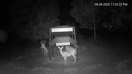 Leesburg Georgia Live Deer Feeder Webcam - Sep 8, 2025, 11:03pm EDT
