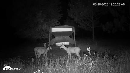 Leesburg Georgia Live Deer Feeder Webcam - Jun 16, 2026, 12:21am EDT