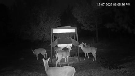 Leesburg Georgia Live Deer Feeder Webcam - Dec 7, 2025, 6:06pm EST