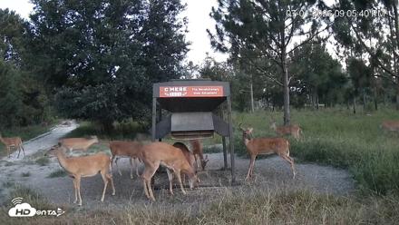 Leesburg Georgia Live Deer Feeder Webcam - Jul 1, 2026, 9:05pm EDT
