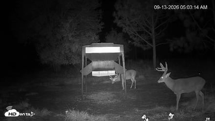 Leesburg Georgia Live Deer Feeder Webcam - Sep 13, 2026, 5:03am EDT