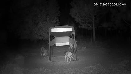 Leesburg Georgia Live Deer Feeder Webcam - Sep 17, 2025, 5:54am EDT