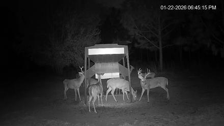 Leesburg Georgia Live Deer Feeder Webcam - Jan 22, 2026, 6:46pm EST