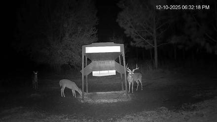 Leesburg Georgia Live Deer Feeder Webcam - Dec 10, 2025, 6:33pm EST