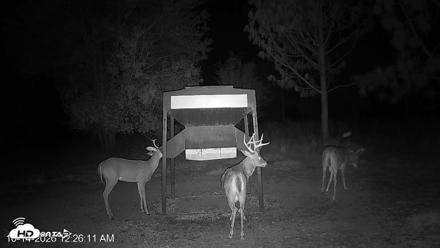 Leesburg Georgia Live Deer Feeder Webcam - Oct 14, 2026, 12:26am EDT