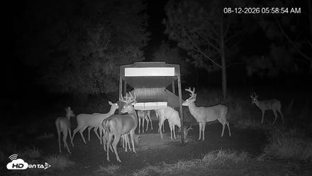 Leesburg Georgia Live Deer Feeder Webcam - Aug 12, 2026, 5:59am EDT