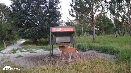 Leesburg Georgia Live Deer Feeder Webcam - Jun 23, 2026, 8:42pm EDT