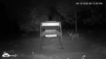 Leesburg Georgia Live Deer Feeder Webcam - Sep 19, 2026, 8:13pm EDT