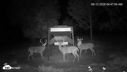Leesburg Georgia Live Deer Feeder Webcam - Sep 12, 2026, 4:47am EDT