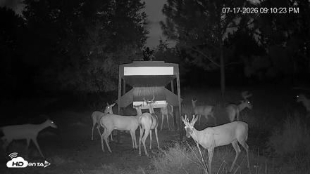 Leesburg Georgia Live Deer Feeder Webcam - Jul 17, 2026, 9:10pm EDT