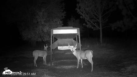 Leesburg Georgia Live Deer Feeder Webcam - Oct 11, 2026, 6:29am EDT