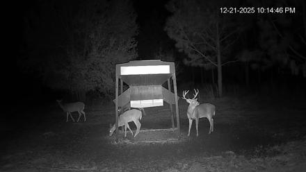Leesburg Georgia Live Deer Feeder Webcam - Dec 21, 2025, 10:14pm EST
