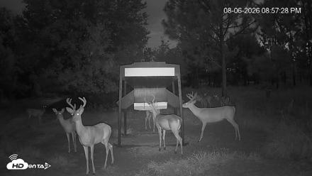 Leesburg Georgia Live Deer Feeder Webcam - Aug 6, 2026, 8:57pm EDT