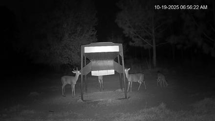 Leesburg Georgia Live Deer Feeder Webcam - Oct 19, 2025, 6:56am EDT