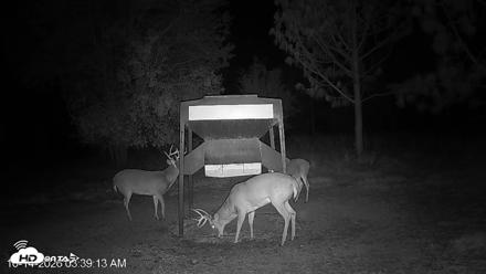 Leesburg Georgia Live Deer Feeder Webcam - Oct 14, 2026, 3:39am EDT