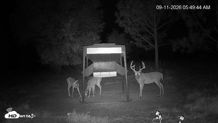 Leesburg Georgia Live Deer Feeder Webcam - Sep 11, 2026, 5:50am EDT