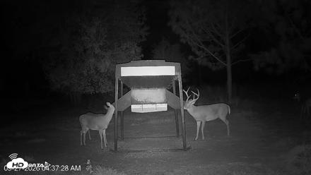 Leesburg Georgia Live Deer Feeder Webcam - Sep 27, 2026, 4:37am EDT