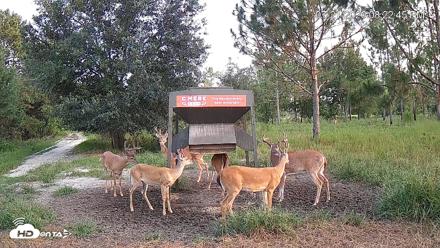 Leesburg Georgia Live Deer Feeder Webcam - Jul 21, 2026, 8:23pm EDT