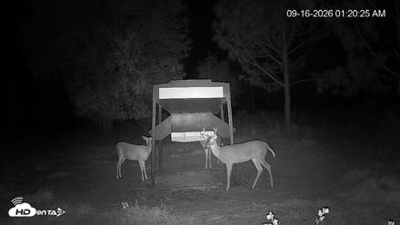 Leesburg Georgia Live Deer Feeder Webcam - Sep 16, 2026, 1:20am EDT