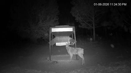 Leesburg Georgia Live Deer Feeder Webcam - Jan 6, 2026, 11:25pm EST