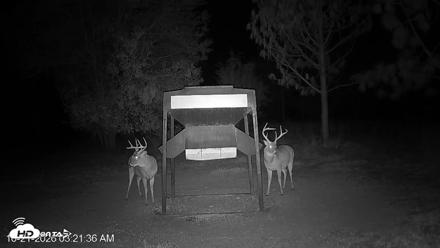 Leesburg Georgia Live Deer Feeder Webcam - Oct 21, 2026, 3:22am EDT