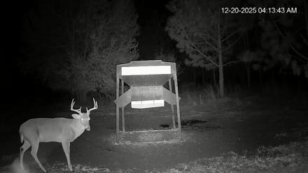 Leesburg Georgia Live Deer Feeder Webcam - Dec 20, 2025, 4:14am EST