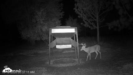 Leesburg Georgia Live Deer Feeder Webcam - Oct 12, 2026, 3:36am EDT