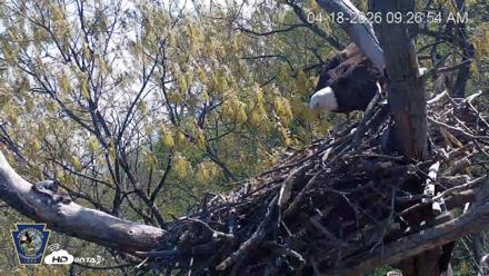 Hanover Eagles Live Cam - Apr 18, 2026, 9:27am EDT