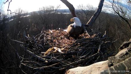 Hanover Eagles Live Cam - Feb 21, 2026, 8:14am EST