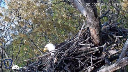 Hanover Eagles Live Cam - Apr 20, 2026, 5:27pm EDT