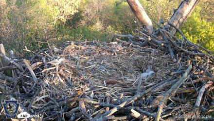 Hanover Eagles Live Cam - Apr 20, 2026, 6:59pm EDT
