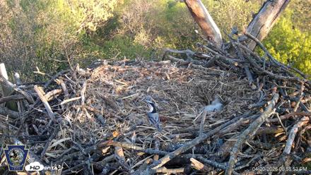 Hanover Eagles Live Cam - Apr 20, 2026, 6:59pm EDT