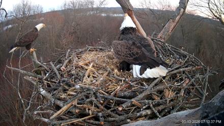 Hanover Eagles Live Cam - Mar 13, 2026, 7:13pm EDT