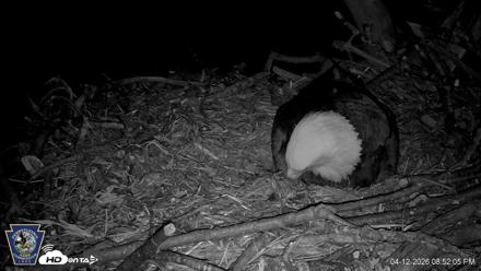 Hanover Eagles Live Cam - Apr 12, 2026, 8:52pm EDT